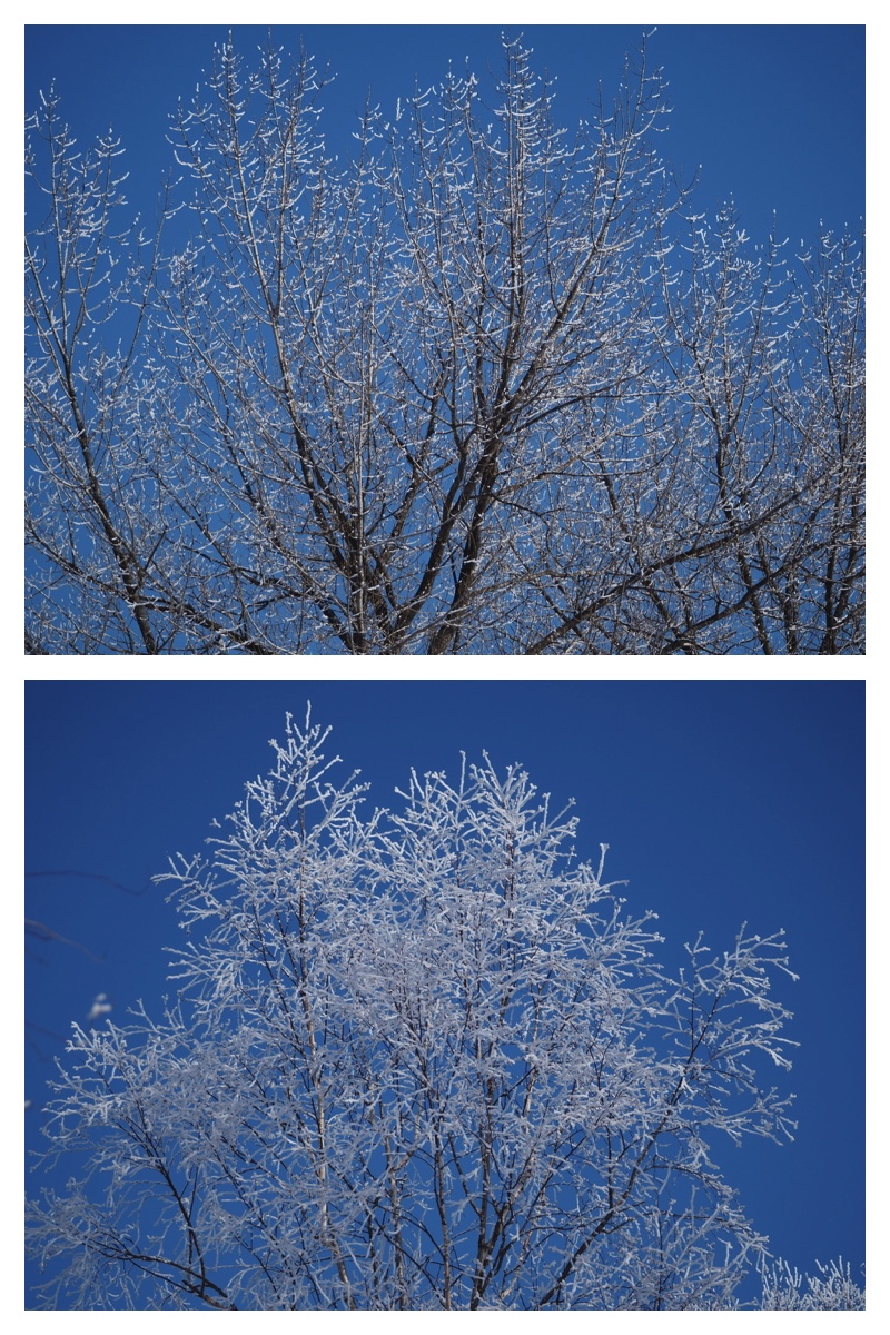 240205_frost_15