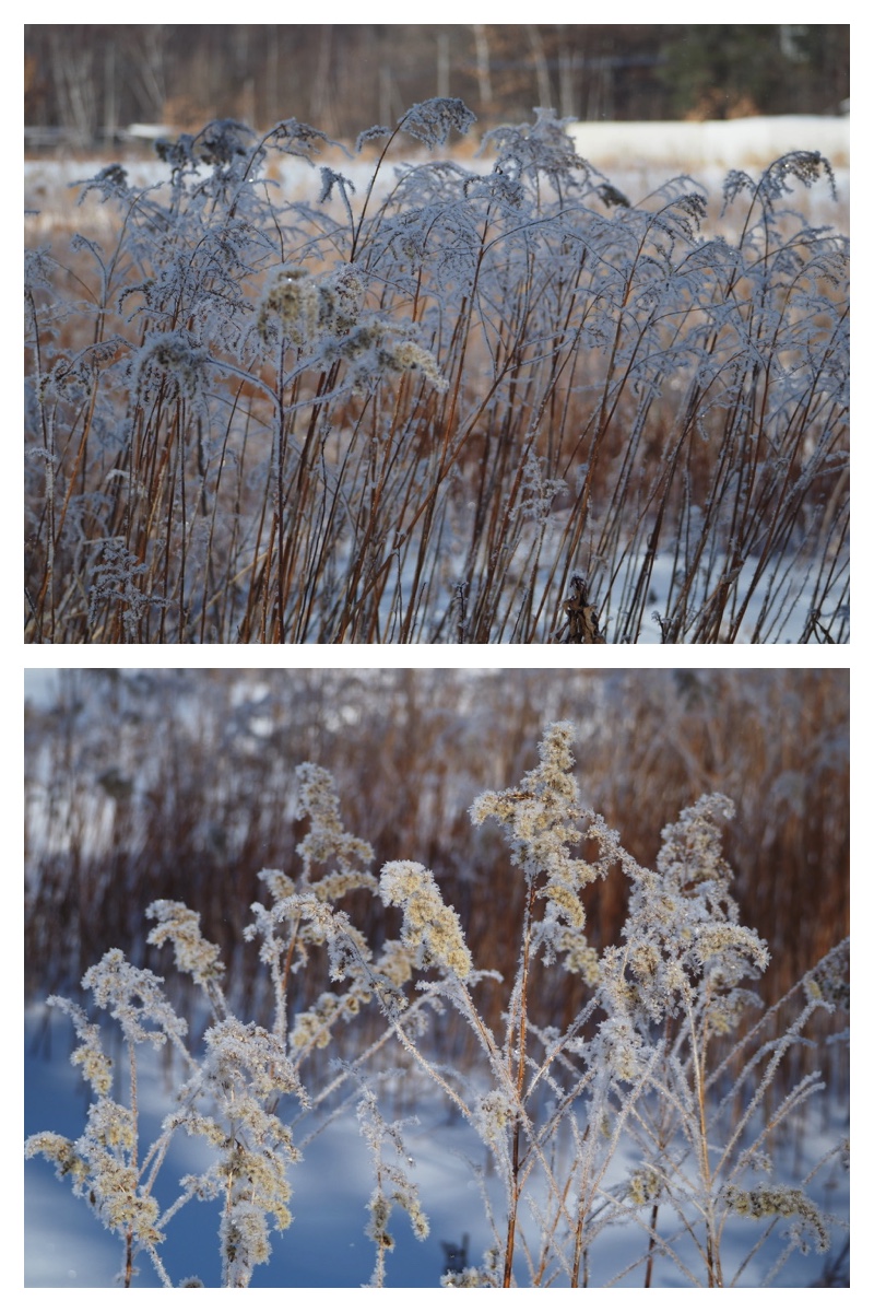 240205_frost_18