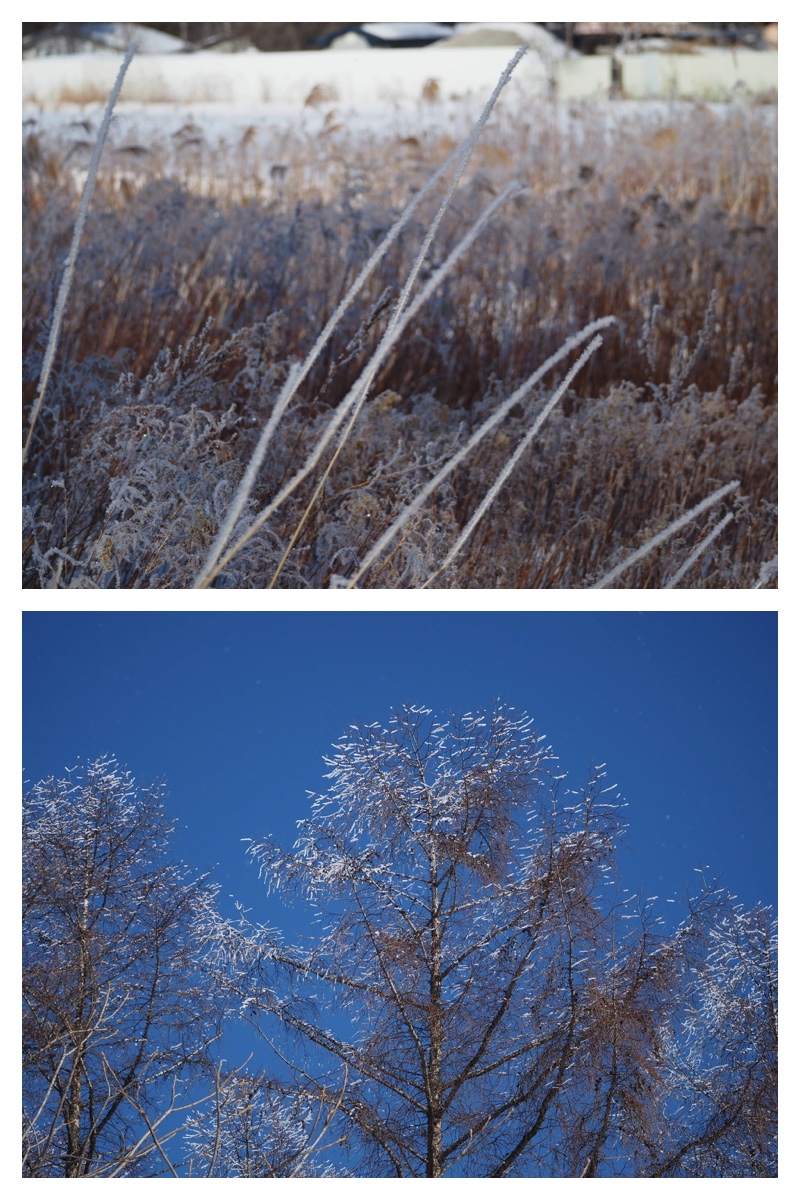 240205_frost_19