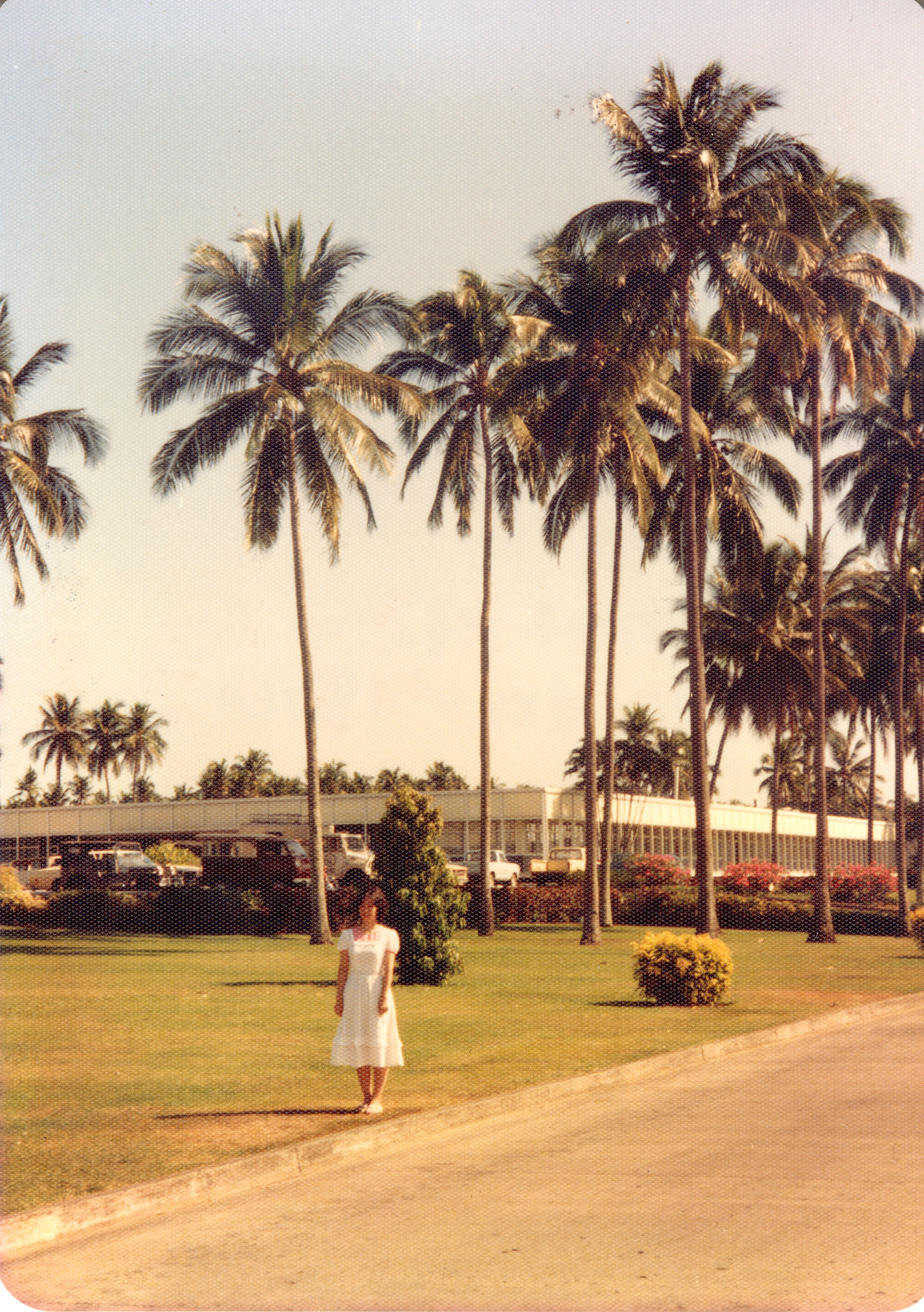 IRRI-palmtree.jpg